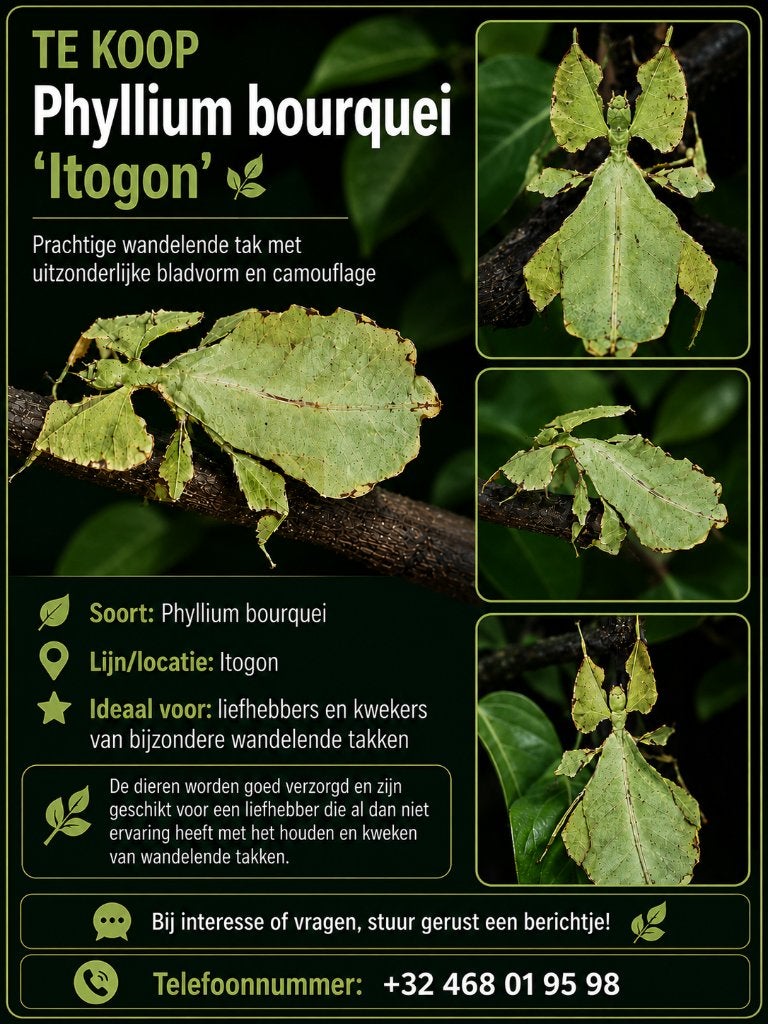 phyllium bourquei itogon, Ophalen, Nieuw, Overige typen