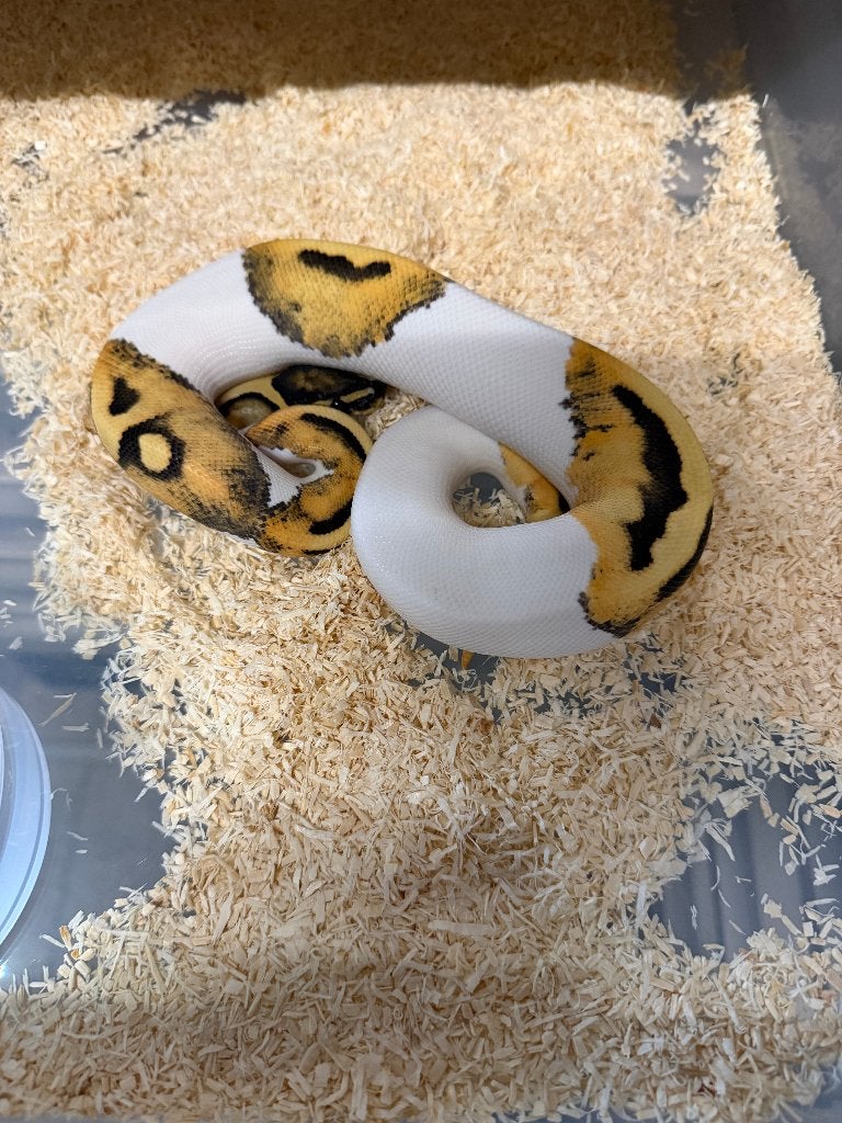 1.0 Desert Ghost Piedbold, Dieren en Toebehoren, Reptielen en Amfibieën, Slang, Tam, 0 tot 2 jaar