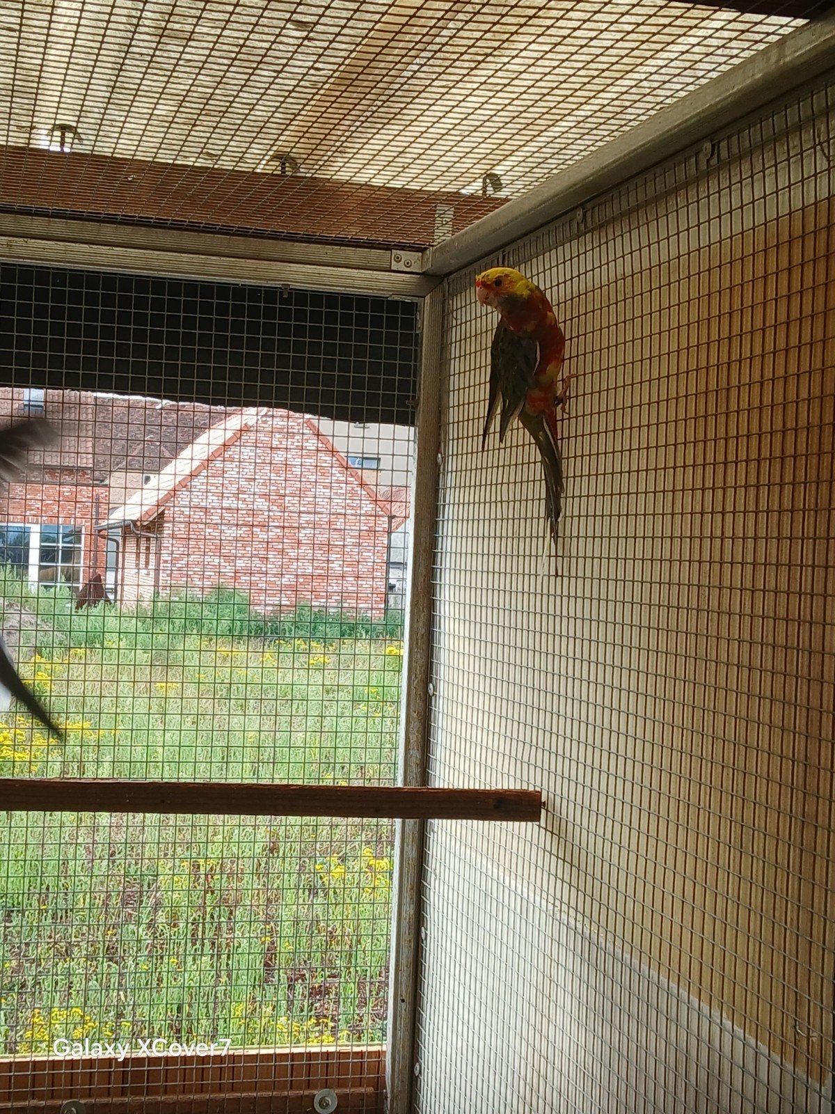 bonte pop 2024, Dieren en Toebehoren, Vogels | Parkieten en Papegaaien