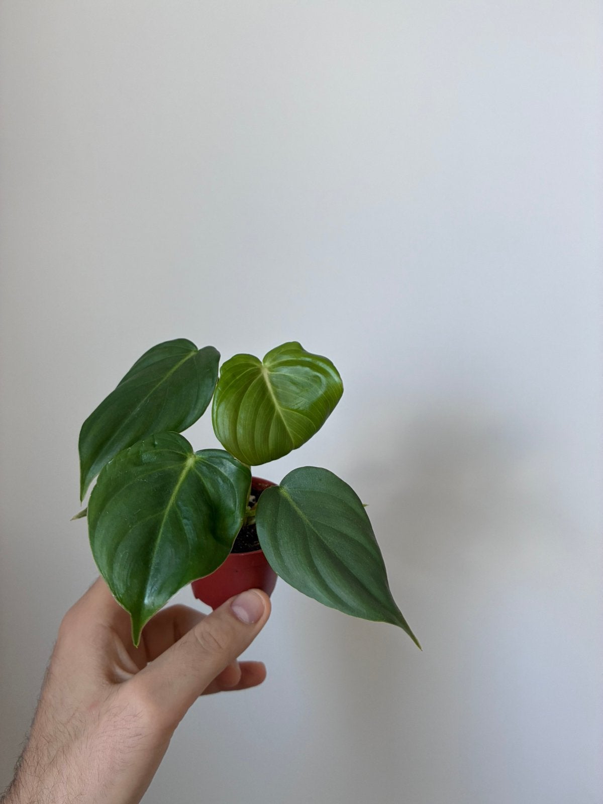 Philodendron mcdowell, Ophalen