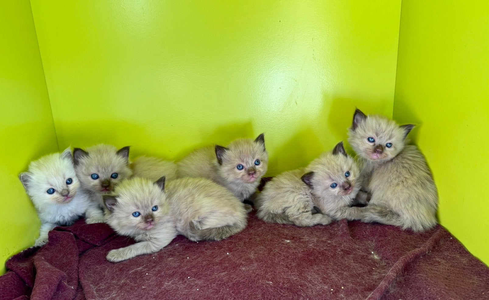 Ragdolls zoeken gouden mandje, Dieren en Toebehoren, Katten en Kittens | Raskatten | Langhaar, Meerdere dieren, Met stamboom, 0 tot 2 jaar