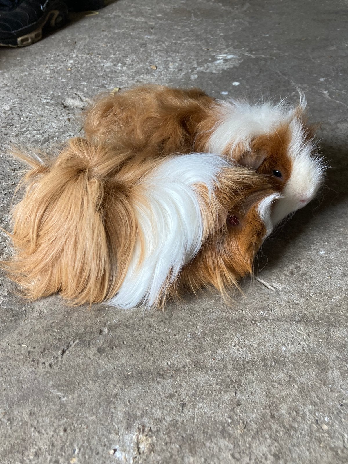 Langharige cavia baby’s verwacht in juli 2026, Dieren en Toebehoren, Juli, Cavia