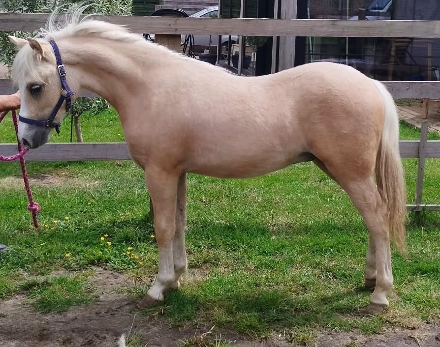 Dreamboy palomino jaarling Welsh hengst A, Hengst