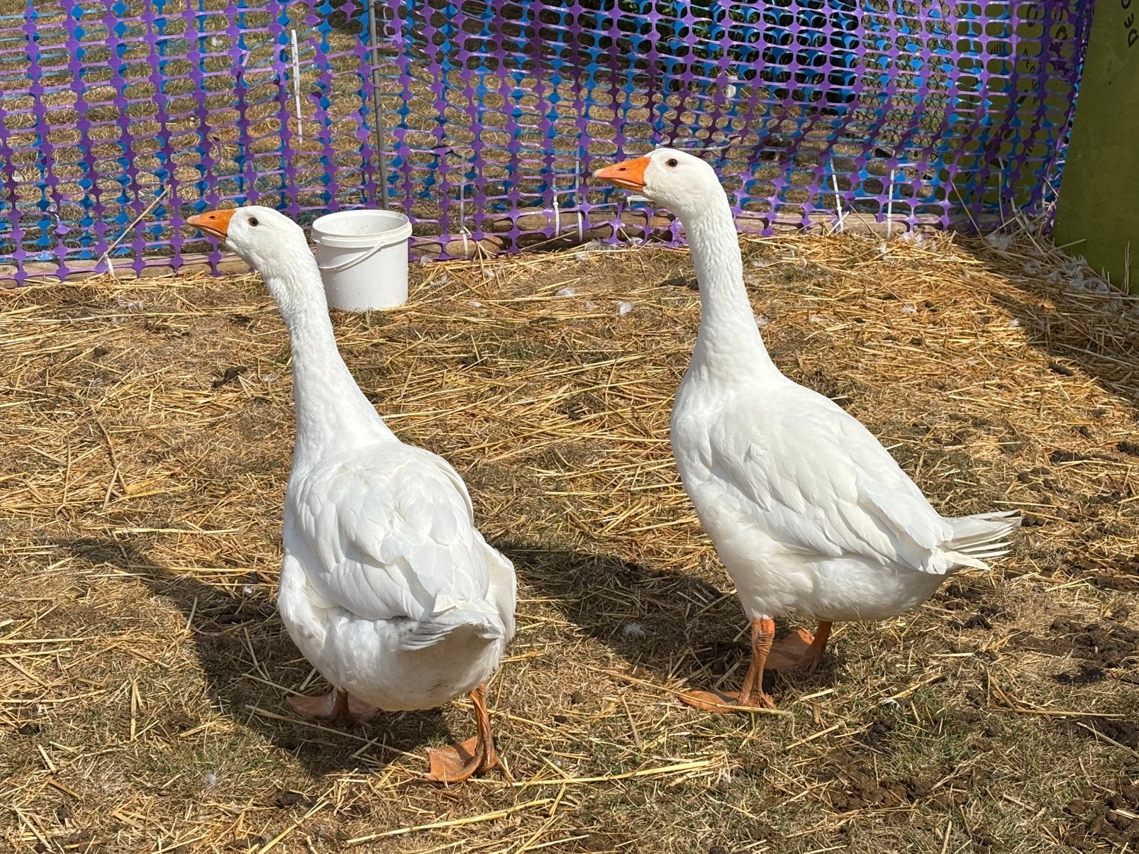 2 jonge ganzen, Dieren en Toebehoren, Pluimvee, Meerdere dieren, Gans of Zwaan