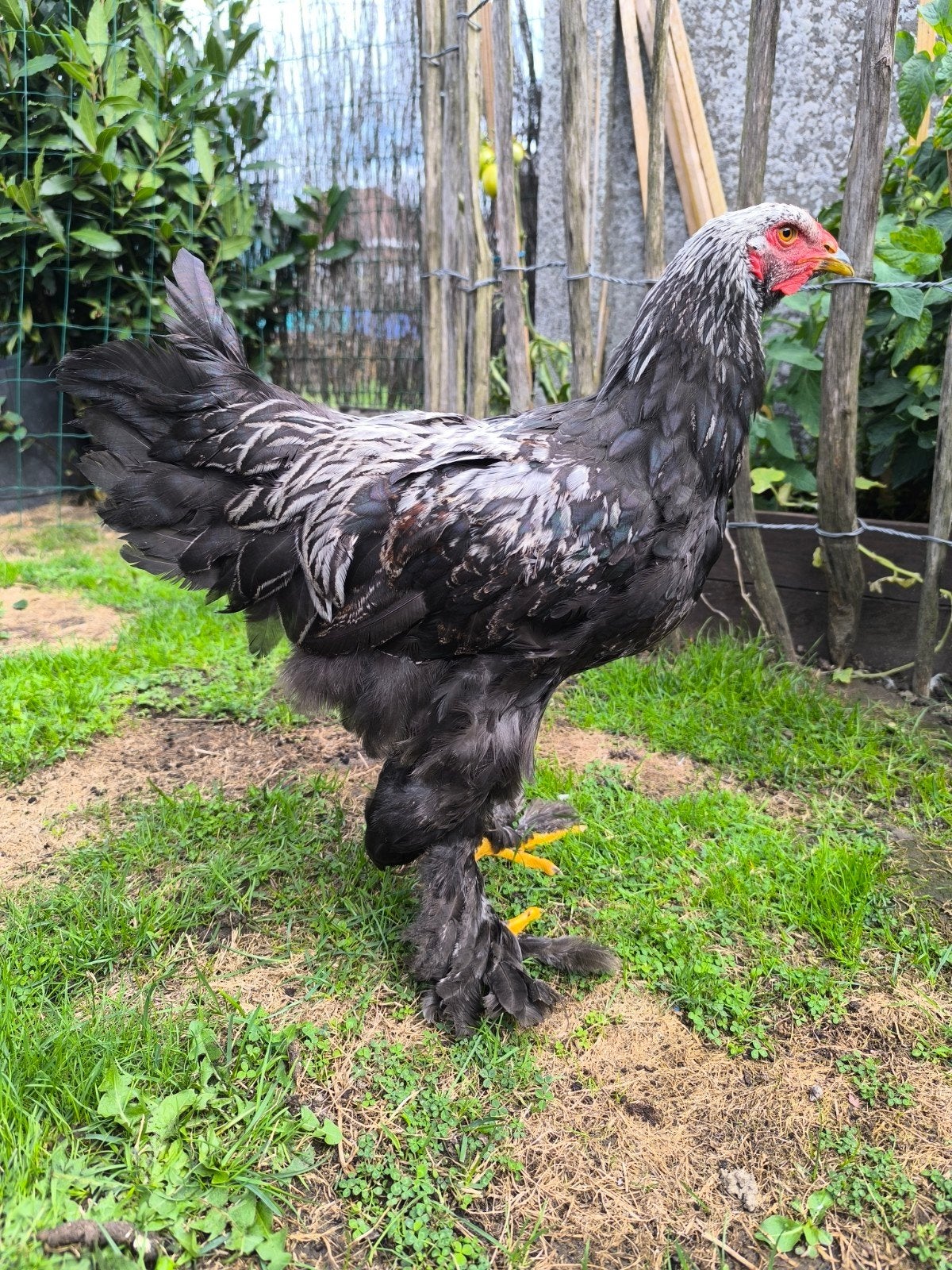 nog 2 mooie jonge brahma's te koop, Mâle, Poule ou poulet