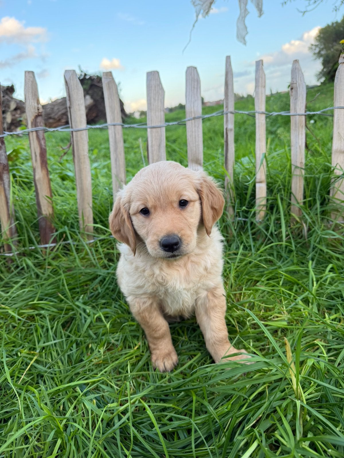 Mooie golden retriever pups!, Golden retriever, Maladie de Carré (chiens), Chienne, Belgique