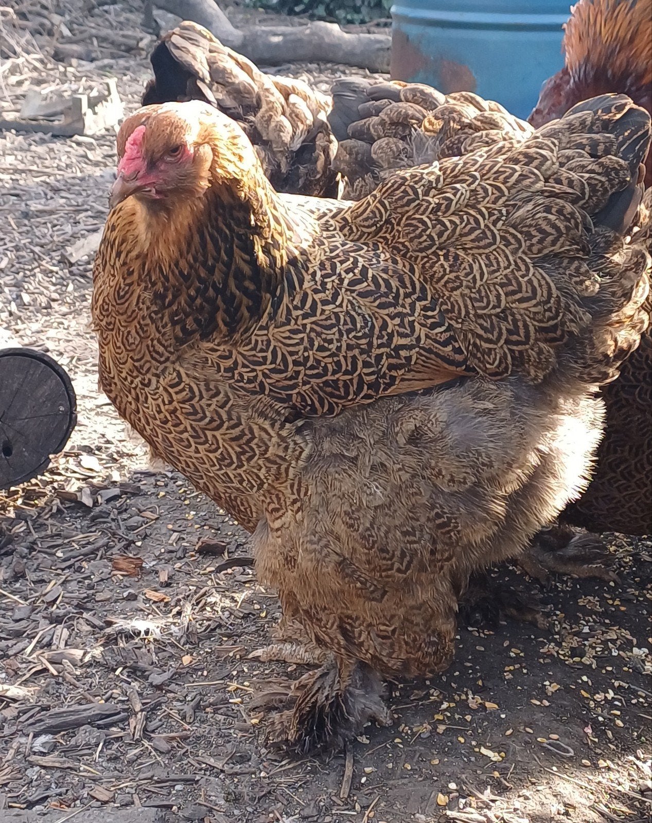 Oeufs gd brahma PMD ( 7340)
