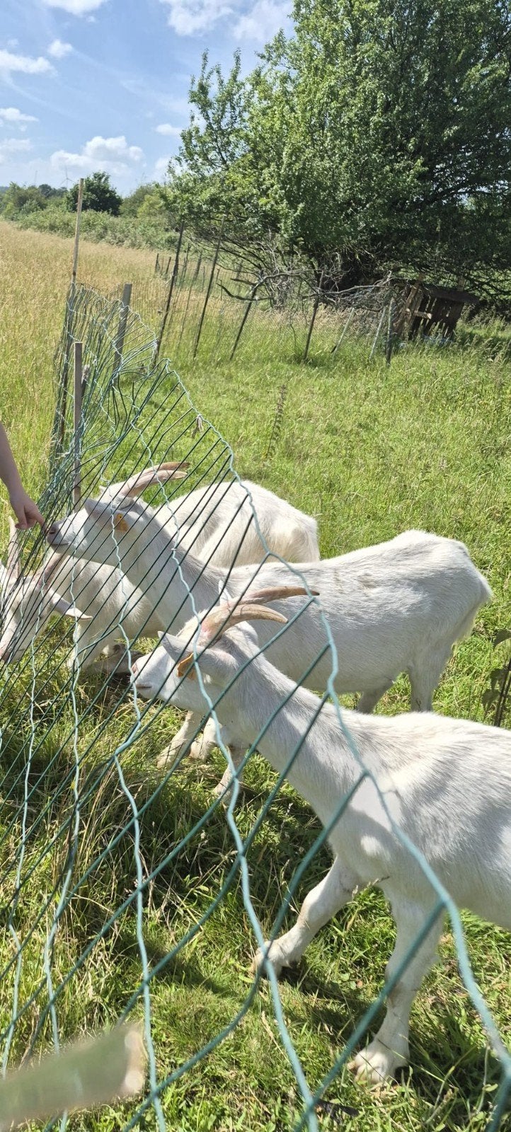 3 Cevreaux a vendre, Enlèvement