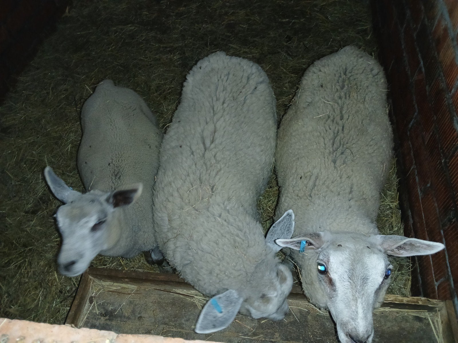 3 jonge bok lammers, Dieren en Toebehoren