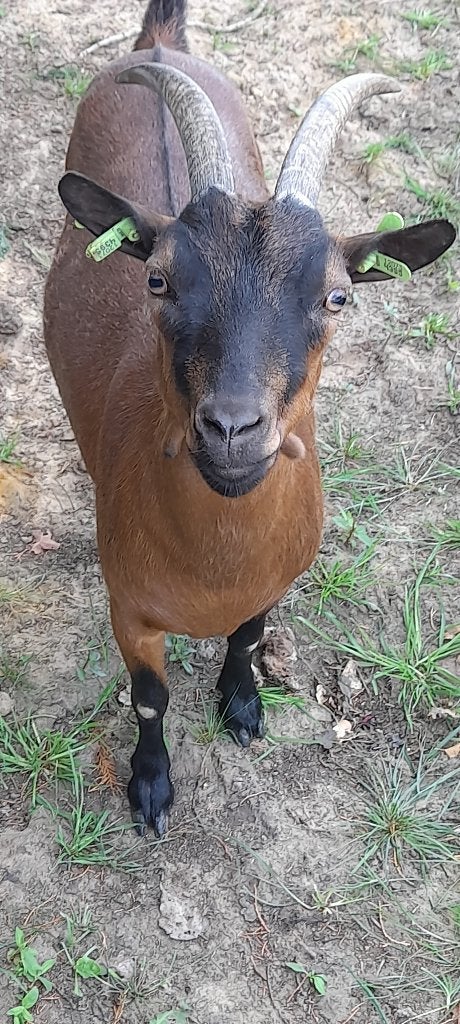 Super tam mieke, Dieren en Toebehoren, Vrouwelijk, Geit, 0 tot 2 jaar