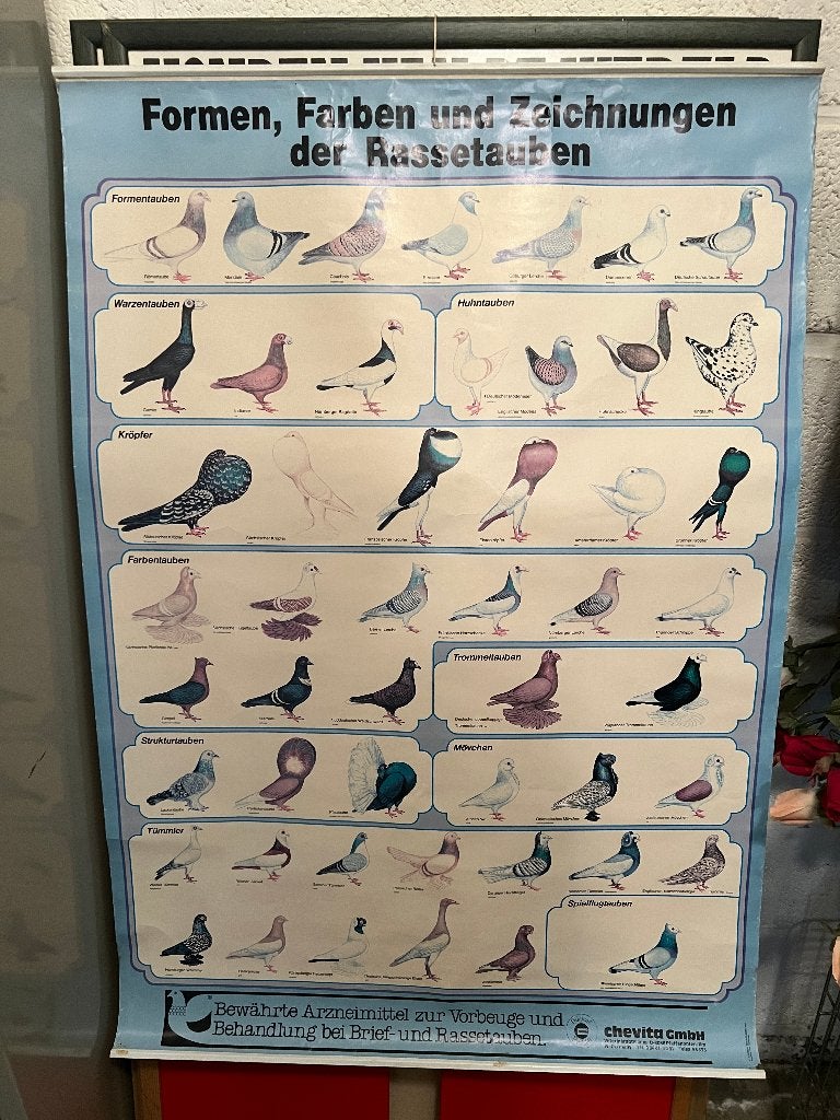 duivenrassen poster, Ophalen, Gebruikt
