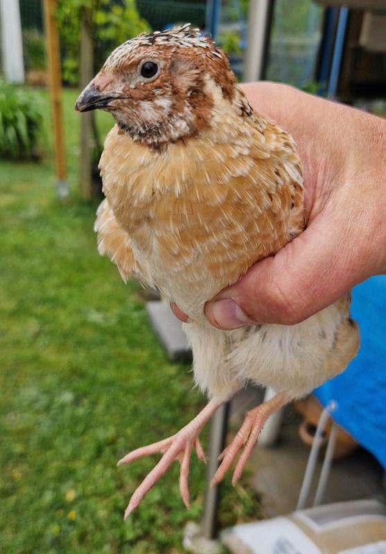 Japanse kwartel koppel, Dieren en Toebehoren, Pluimvee
