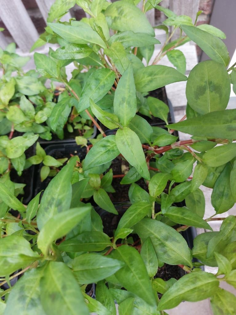 Vietnamese koriander - p9, Tuin en Terras, Ophalen