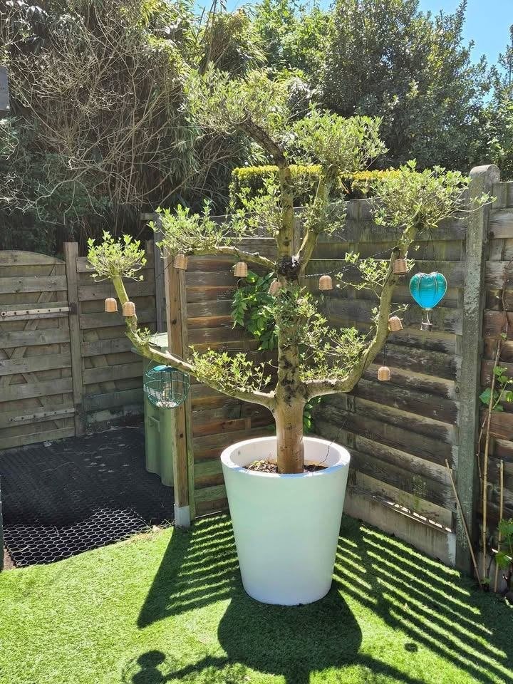 Olijfboom Pon Pon, Olijfboom, 250 tot 400 cm, Zomer, Ophalen