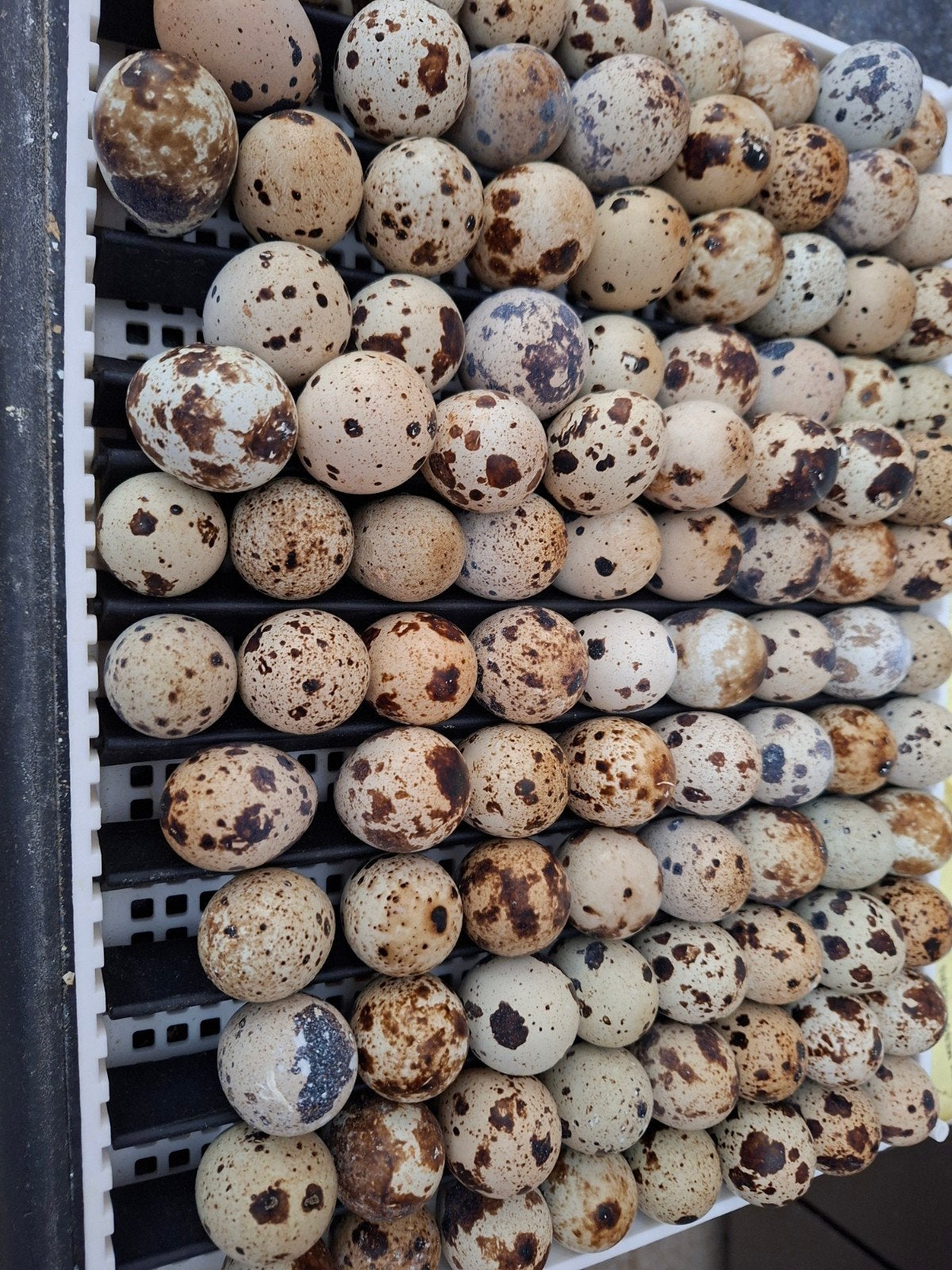 Broedeieren Japanse jumbo kwartel, Dieren en Toebehoren