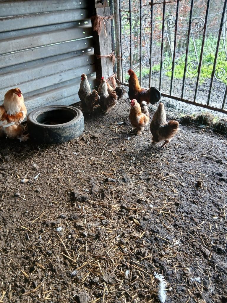 Kriel haantjes 2025, Dieren en Toebehoren, Pluimvee