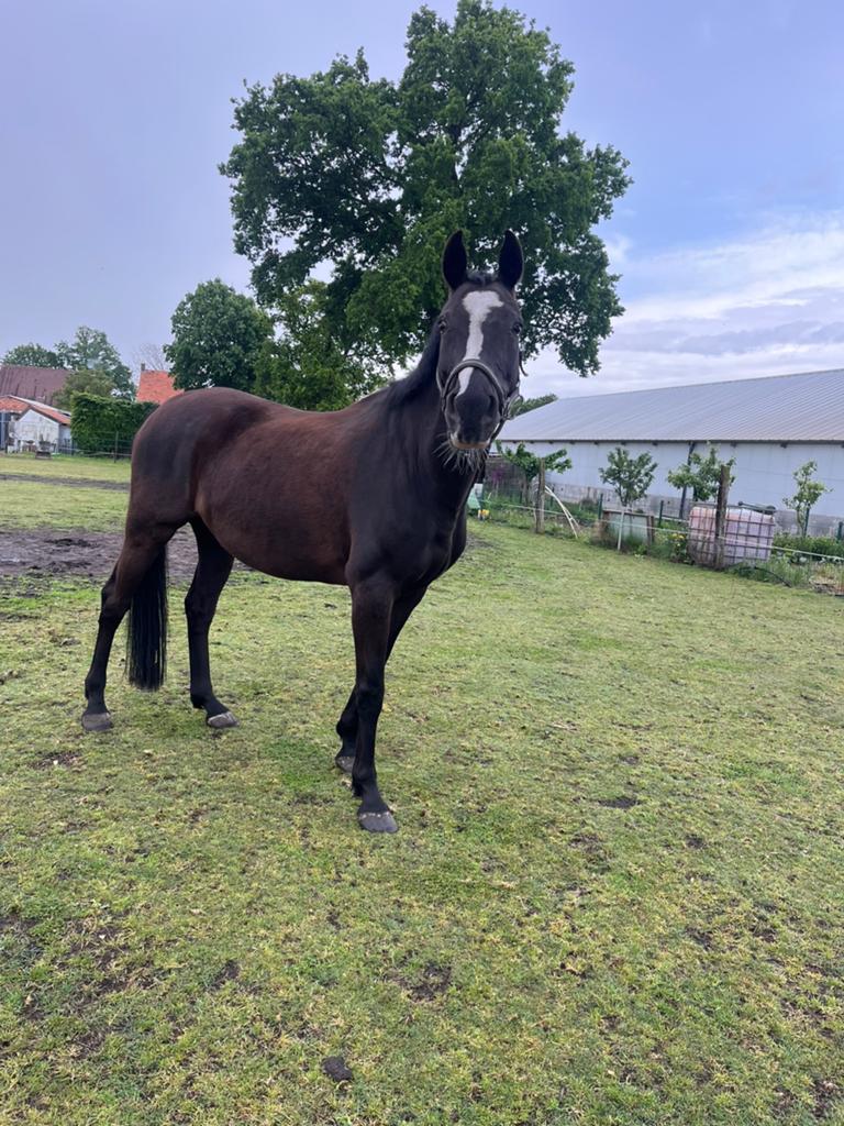 Draag-fokmerrie te koop, Dieren en Toebehoren, Paarden, Merrie, Springpaard, Met stamboom, L