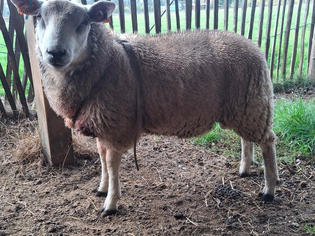 Schapenram, Mâle, Mouton, 0 à 2 ans