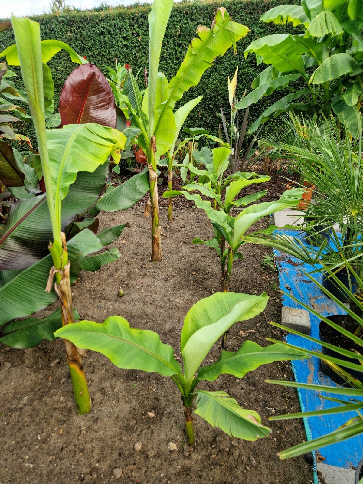 Musa Basjoo 5€. uit te kiezen, Volle zon, Vaste plant, Bloeit niet, Ophalen