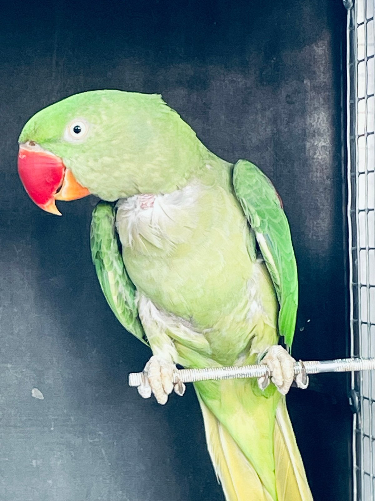 Koppel Alexander parkieten 2019, Dieren en Toebehoren, Meerdere dieren, Parkiet