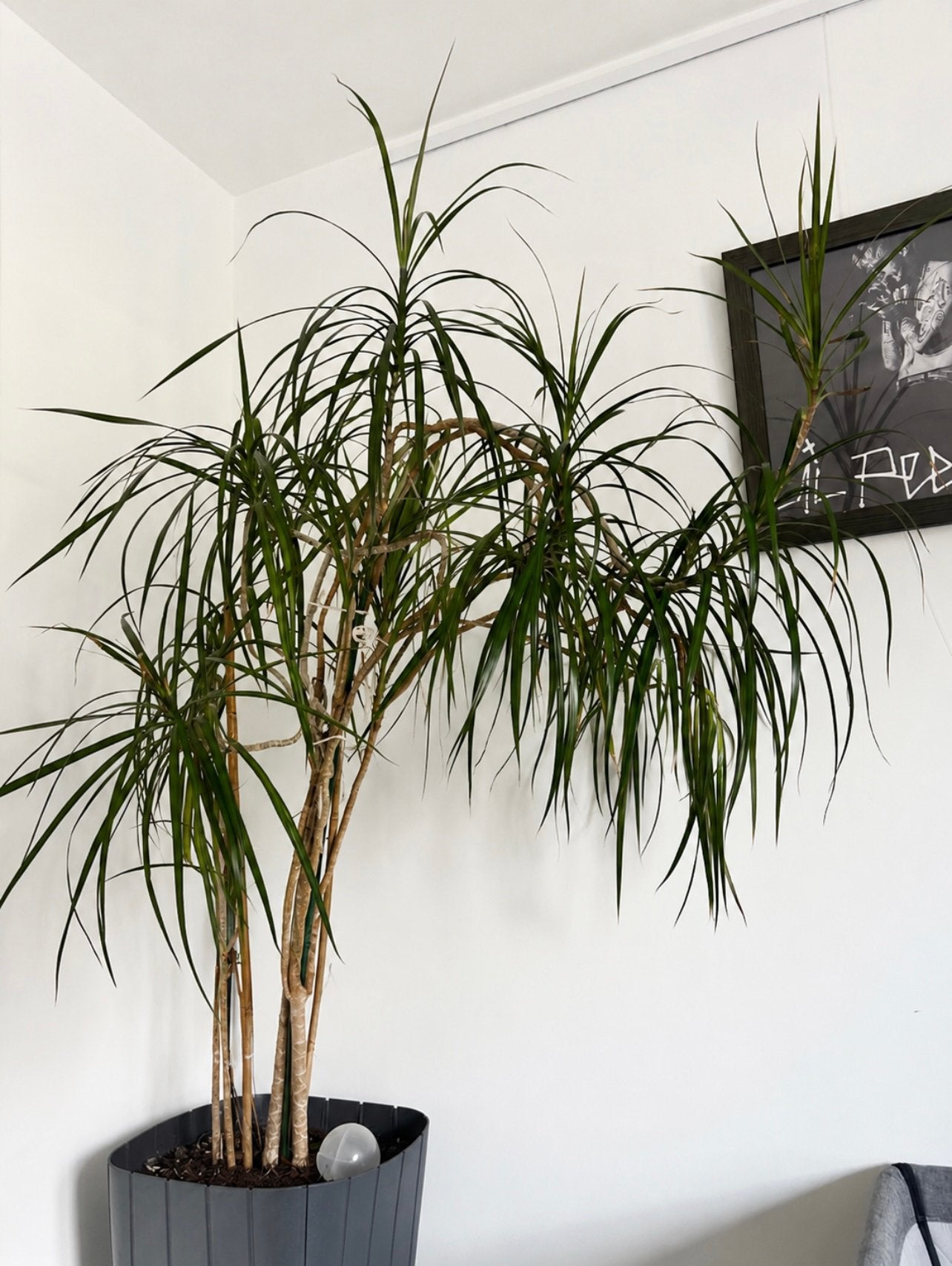 Madagaskar drakenboom, Maison & Meubles, Plantes d'intérieur, En pot, 150 à 200 cm, Enlèvement, Plante verte