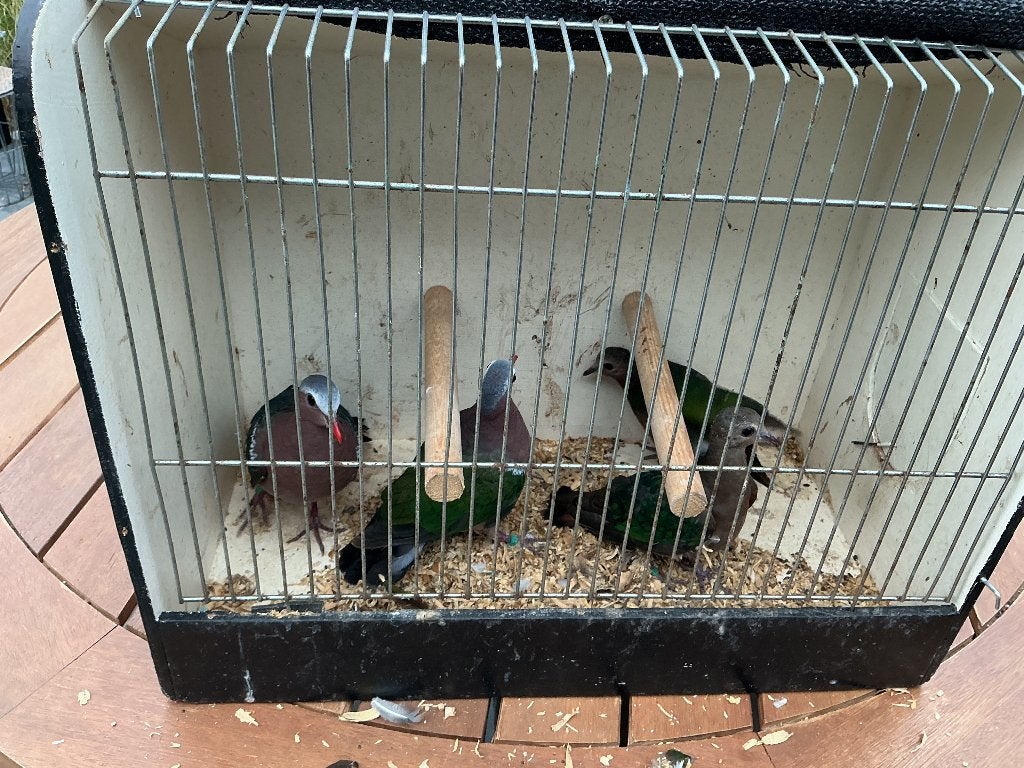 2 jonge koppels groenvleugel duifjes