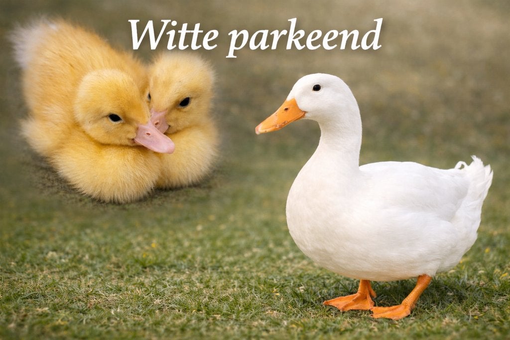Witte Eenden broedeieren- Peking Eend - Bevruchte Eieren, Dieren en Toebehoren, Pluimvee, Eend