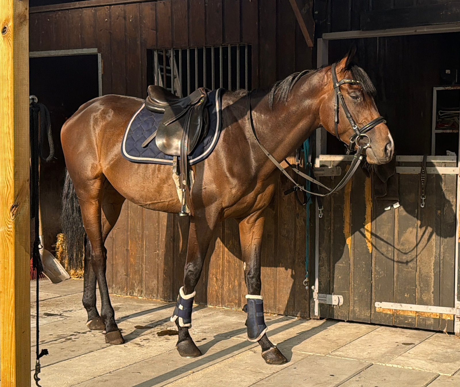 Doodbraaf 4 jarige ruin | 1.58m VANDAAG OPHALEN, Minder dan 160 cm, Ruin, 3 tot 6 jaar, Recreatiepaard