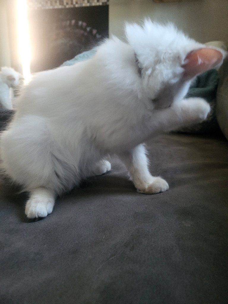 Ragdoll katertje, Dieren en Toebehoren, Kater, Met stamboom, 0 tot 2 jaar