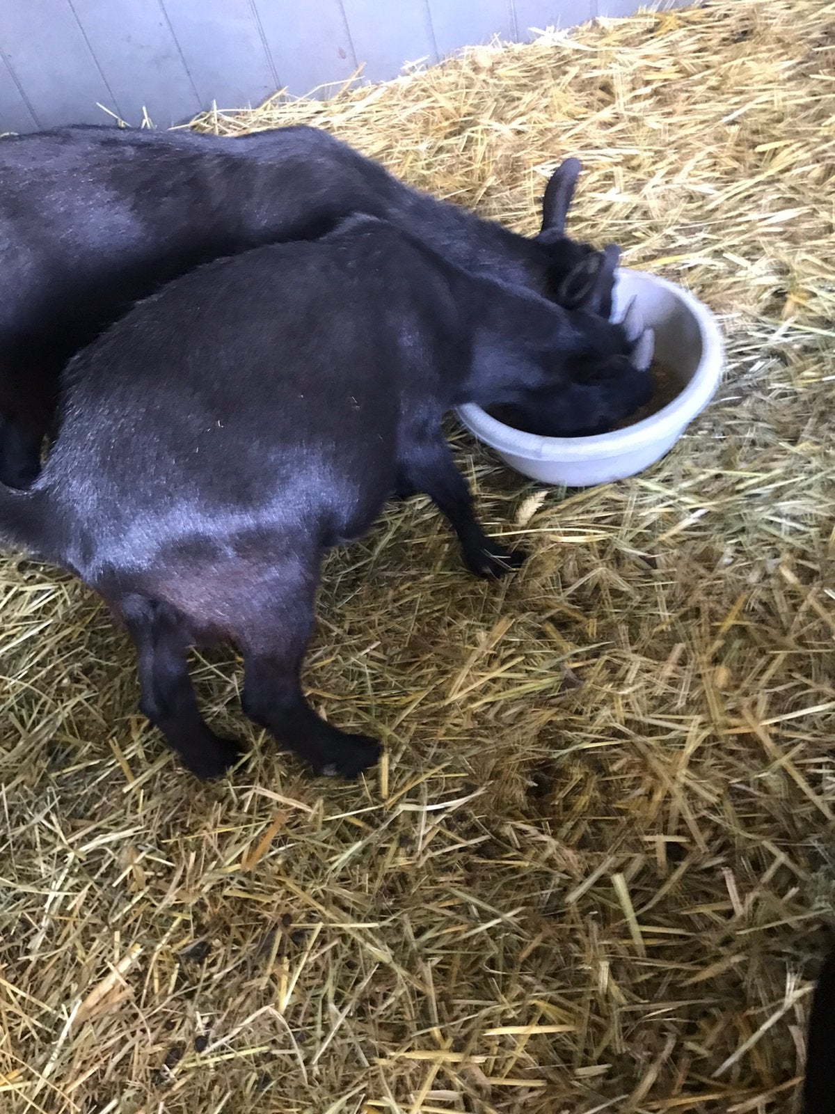 Jonge bokjes, Dieren en Toebehoren, Mannelijk, Geit