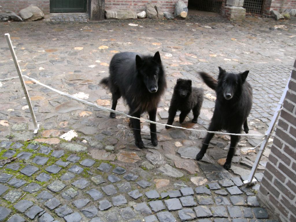 Groenendaeler pups, Parvo, België, Fokker | Hobbymatig, Reu
