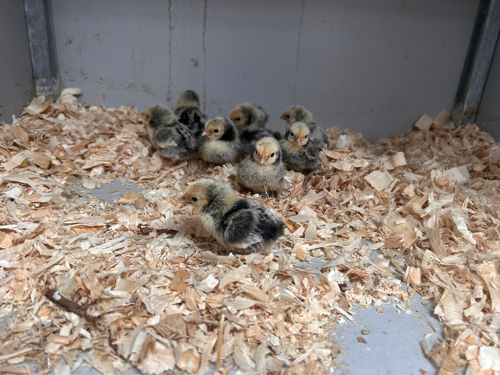 Sebright kuikentjes, Dieren en Toebehoren, Pluimvee, Geslacht onbekend, Kip