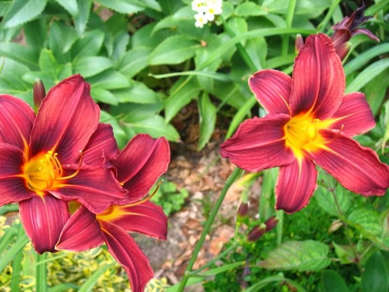 Hemerocallis sterke bloeiende planten, Autres espèces, Plein soleil, Été, Enlèvement