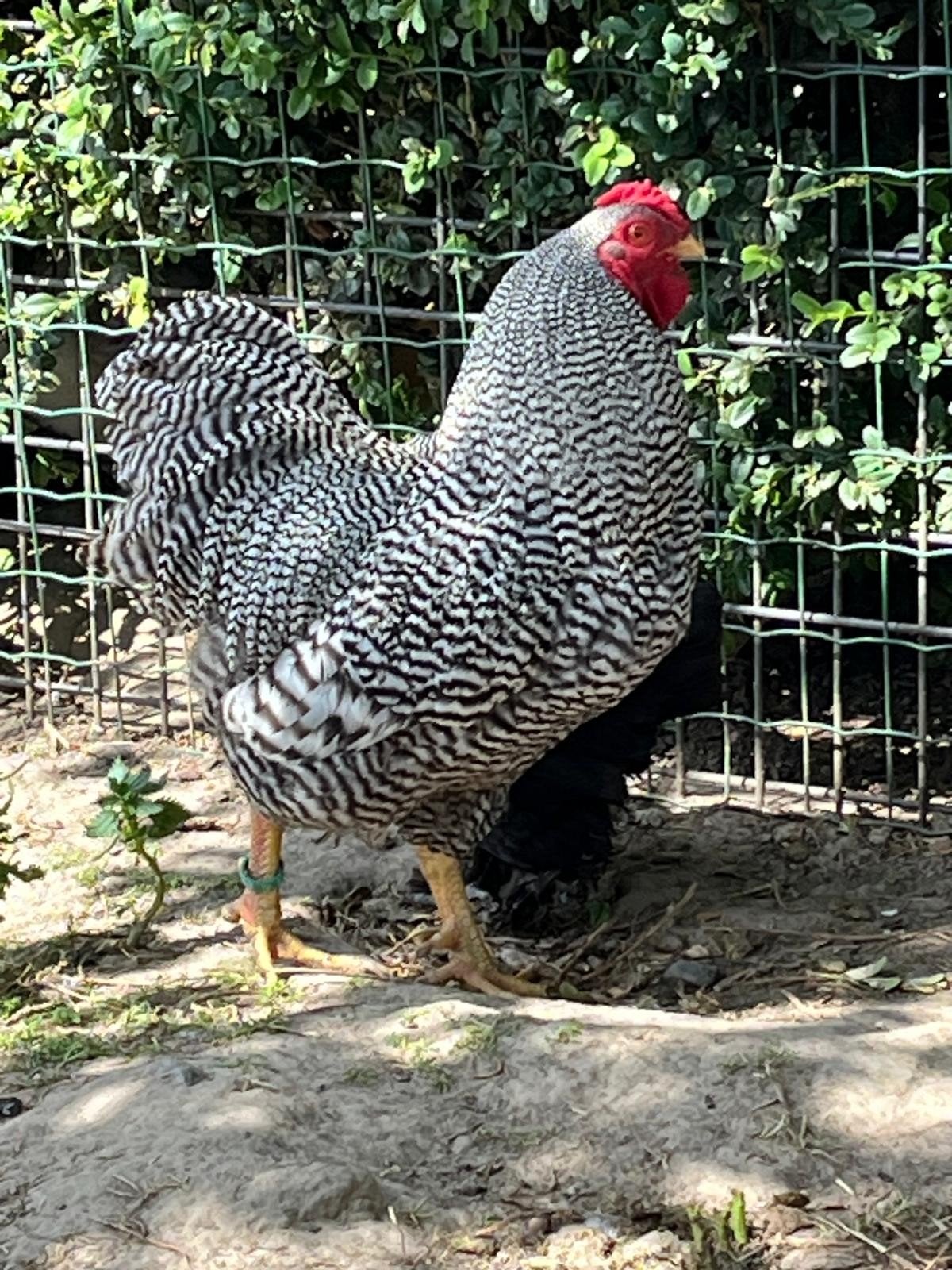 Gestreepte Wyandotte kriel, Dieren en Toebehoren, Pluimvee