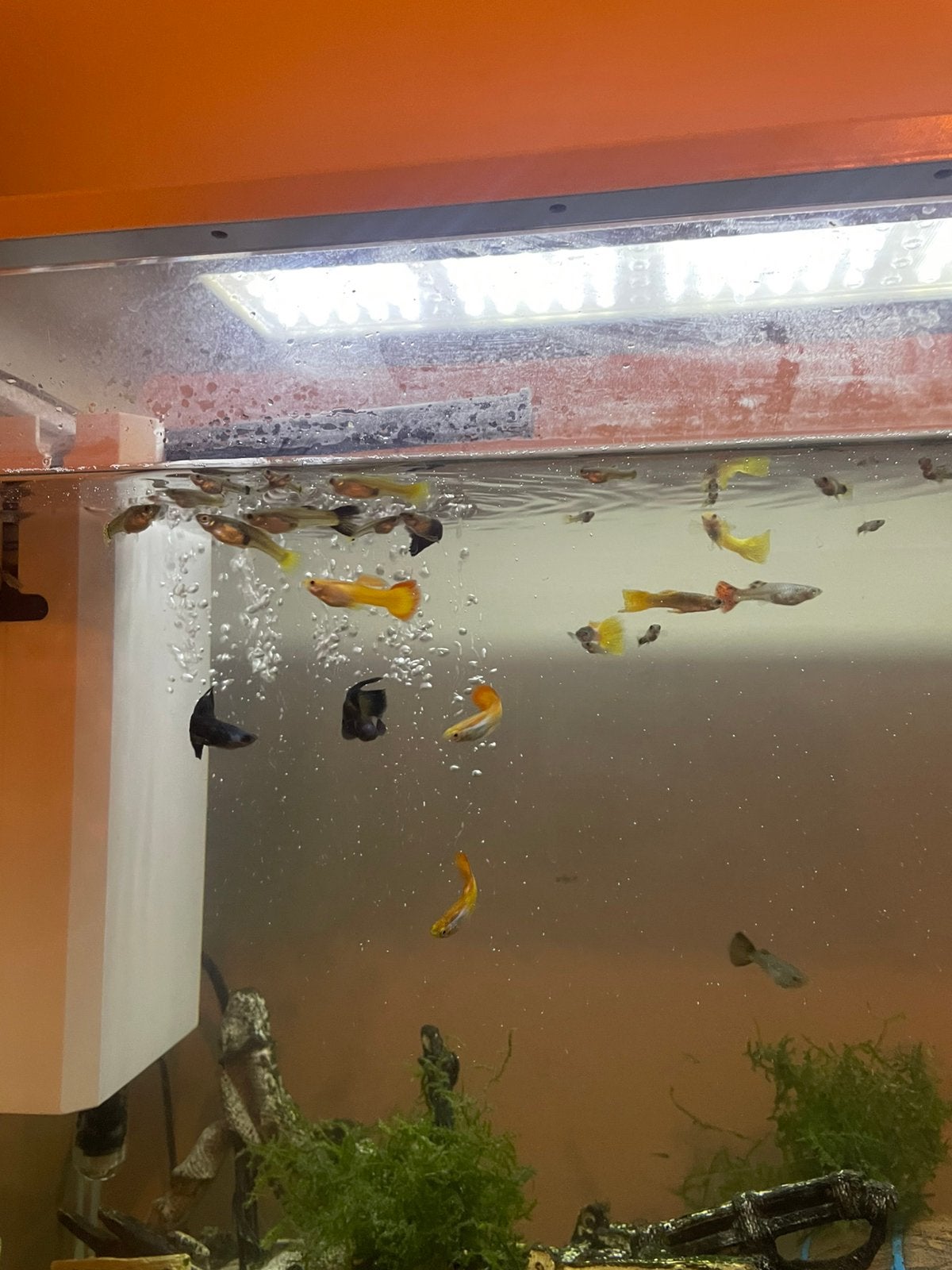 Guppy,s, Dieren en Toebehoren, Vis, Zoetwatervis, Schoolvis