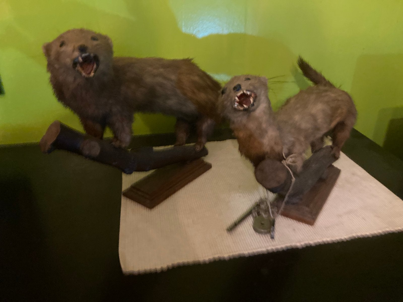 Taxidermi, Ophalen, Gebruikt