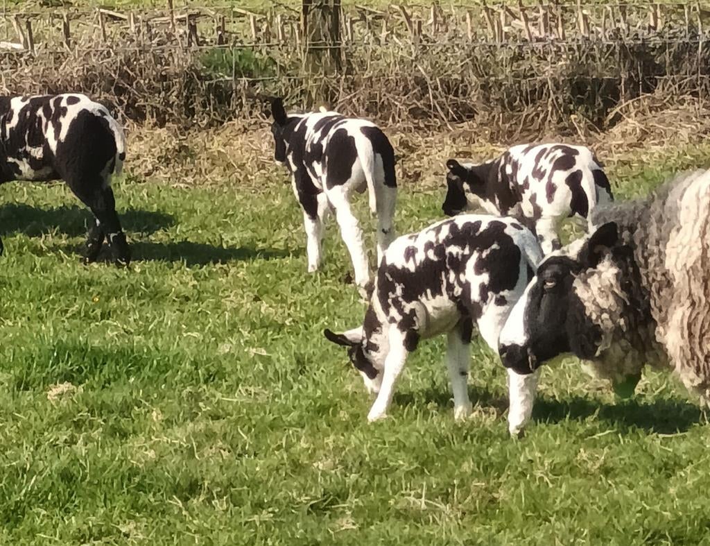 baggerbonte ooi lammetjes, Femelle, Mouton, 0 à 2 ans