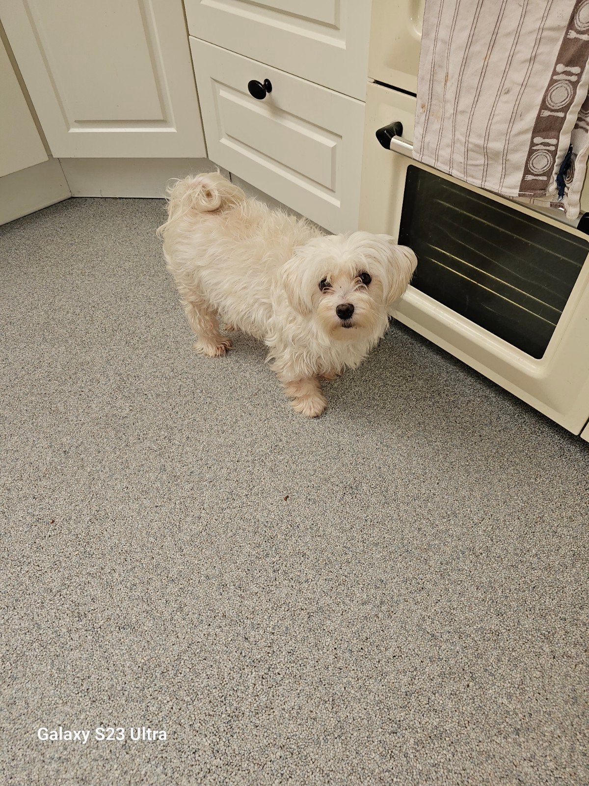 Maltezer teefjes zoekt nieuwe thuis, Maladie de Carré (chiens), 3 à 5 ans, Particulier, Chienne
