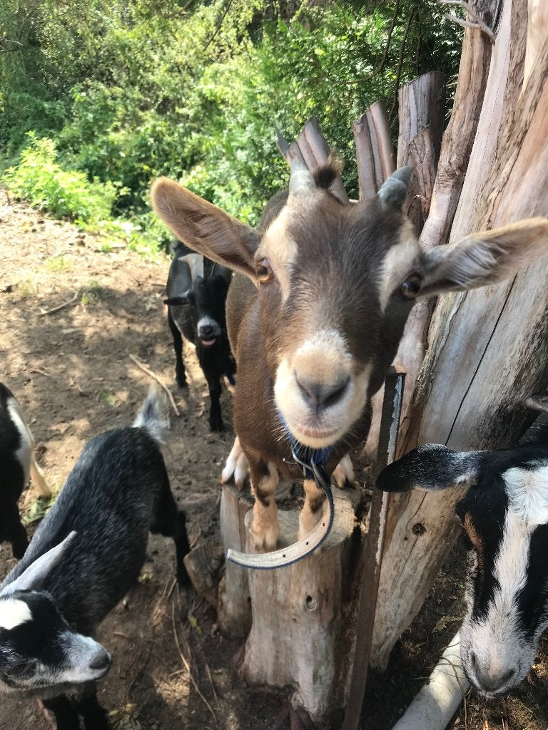 Famille de chèvres, Animaux & Accessoires, Moutons, Chèvres & Cochons, Plusieurs animaux, Chèvre