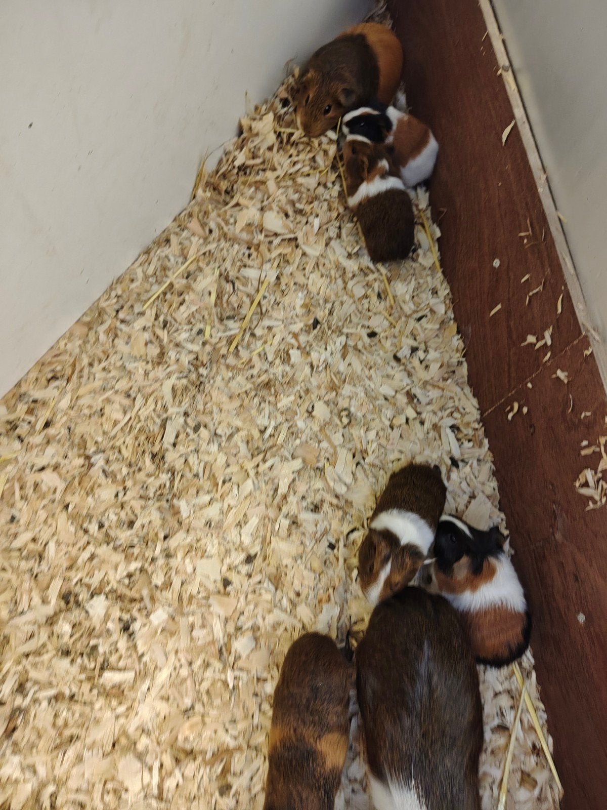 cavia's, Dieren en Toebehoren, Augustus, Vrouwelijk, Cavia