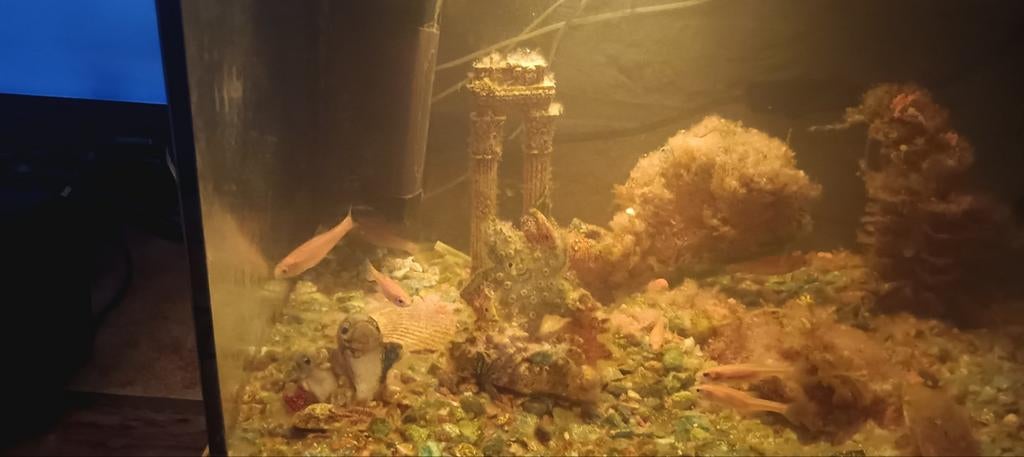 Baby koi.s, Dieren en Toebehoren