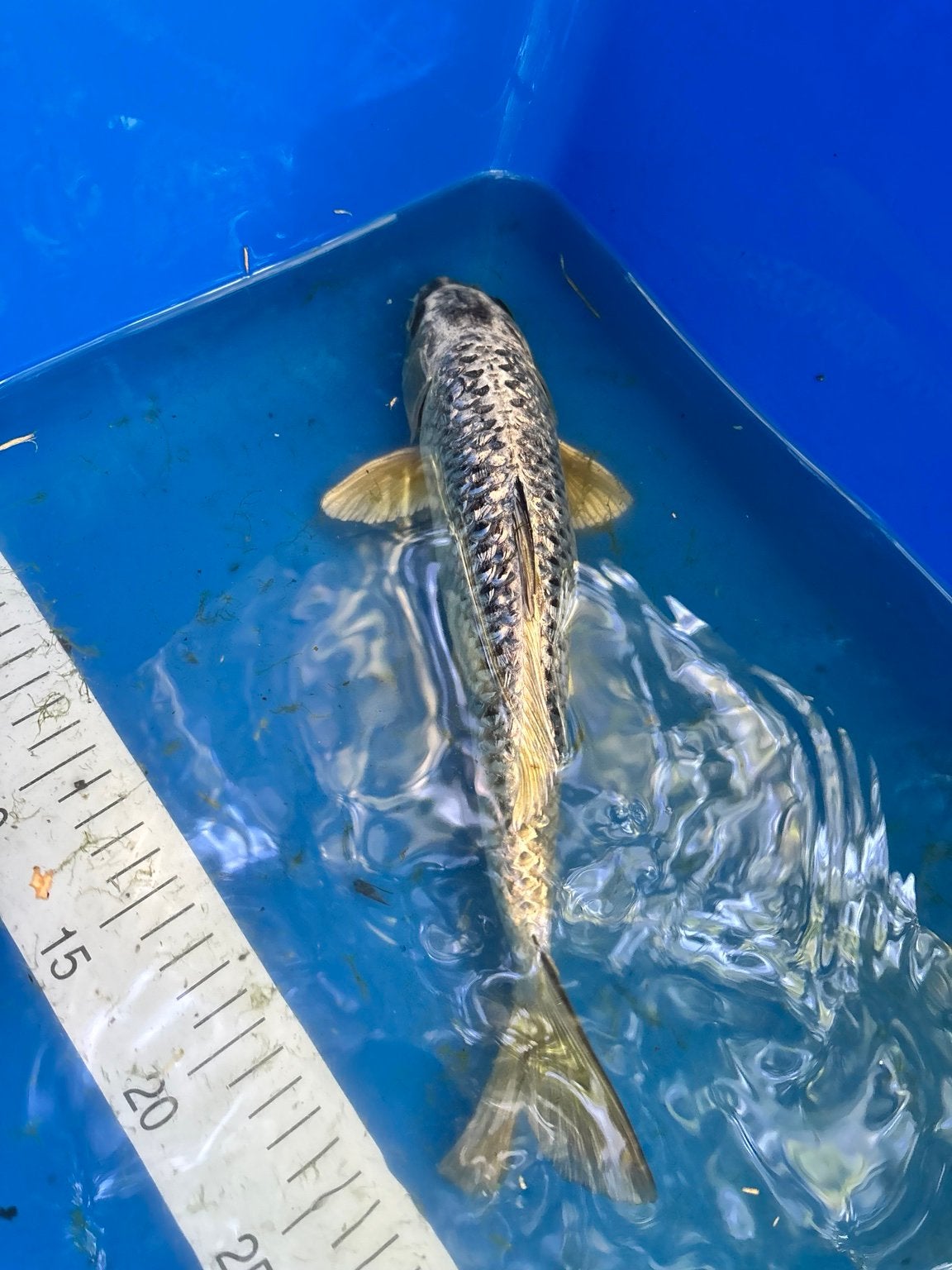 Koi Gin Matsuba, Animaux & Accessoires, Poissons | Poissons d'étang