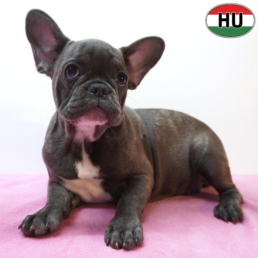 X Bouledogue Français, chiots à vendre, 15 semaines à 1 an, Autres races, Plusieurs animaux, Plusieurs