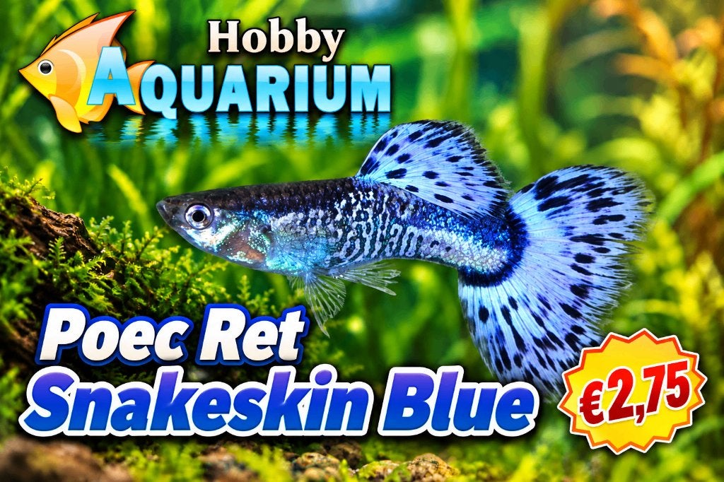 Hobbyaquarium Poec Ret Snakeskin Blue / guppy uitzoeken, Vis, Zoetwatervis, Schoolvis