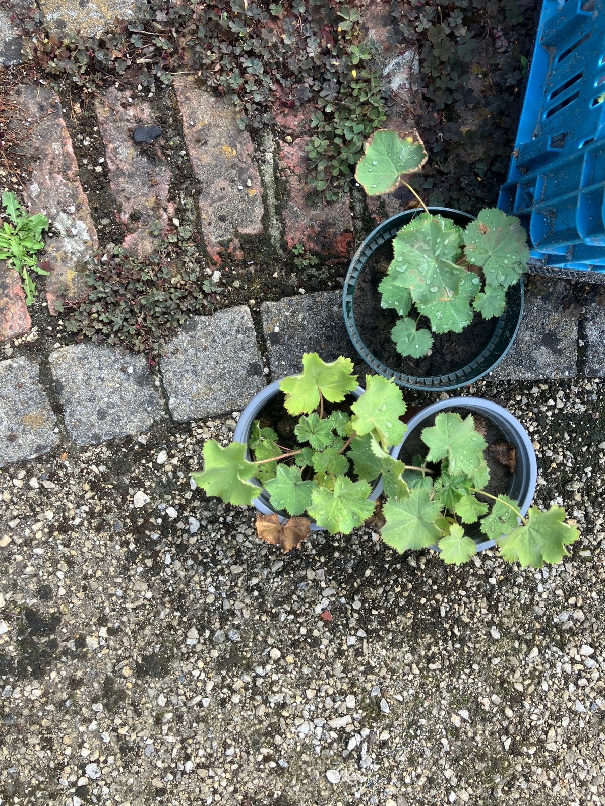 Plant vrouw mantel, Ophalen