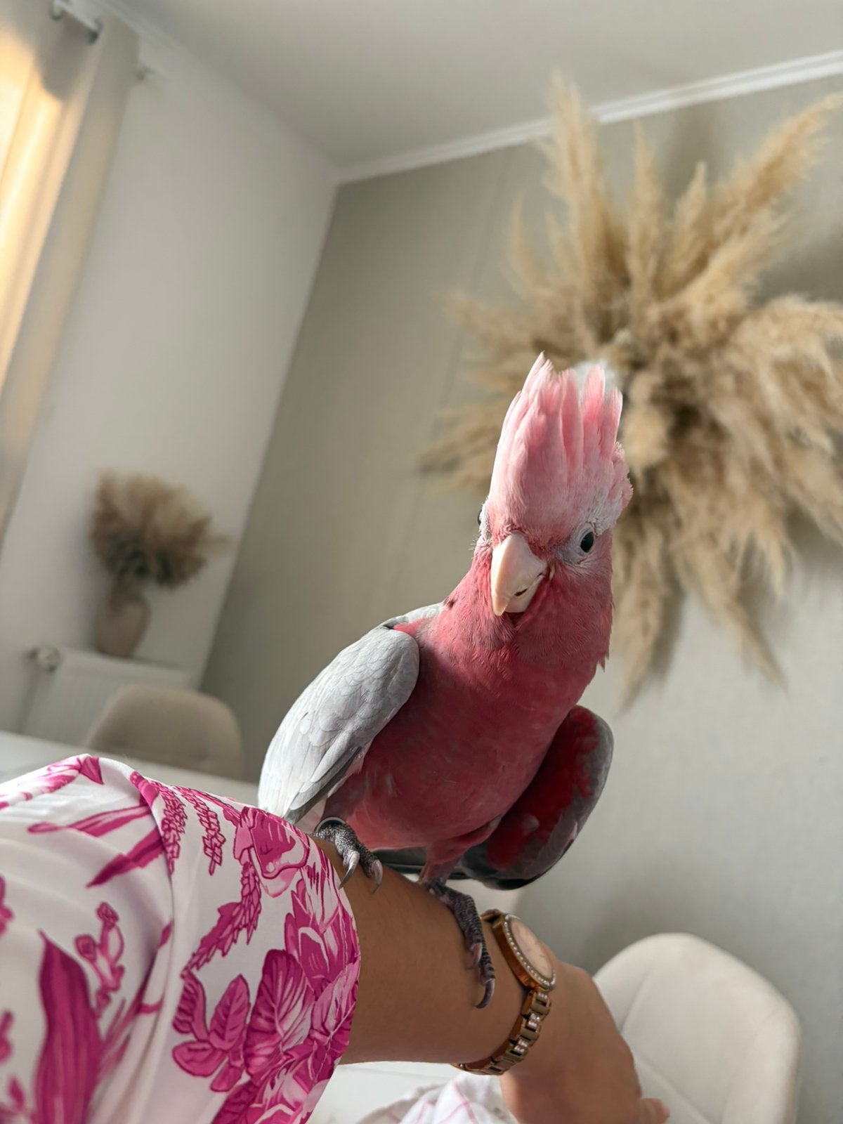 Rosalbin 3 mois, Perroquet, Parleur