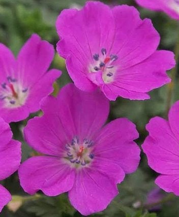 Tuingeranium sanguineum 'max frei', Jardin & Terrasse, Plantes | Jardin, Plante fixe, Couvre-sol, Plein soleil, Été, Enlèvement