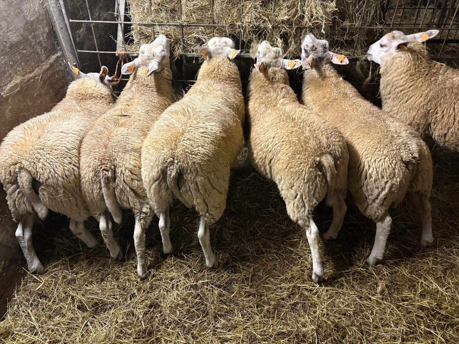 Rammen en ooien, Dieren en Toebehoren