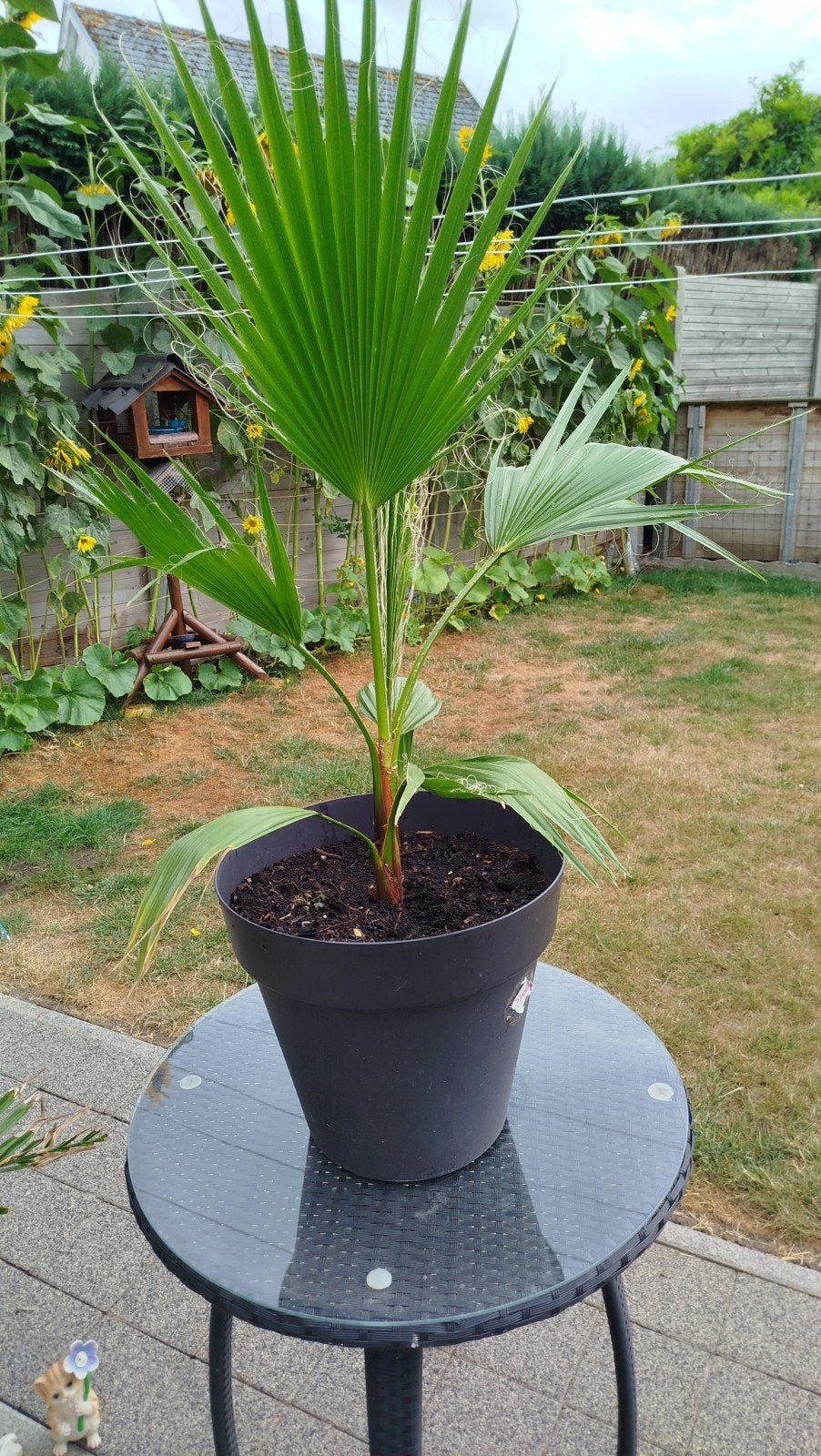 Palmboom Mexican fan palm, Tuin en Terras, Ophalen