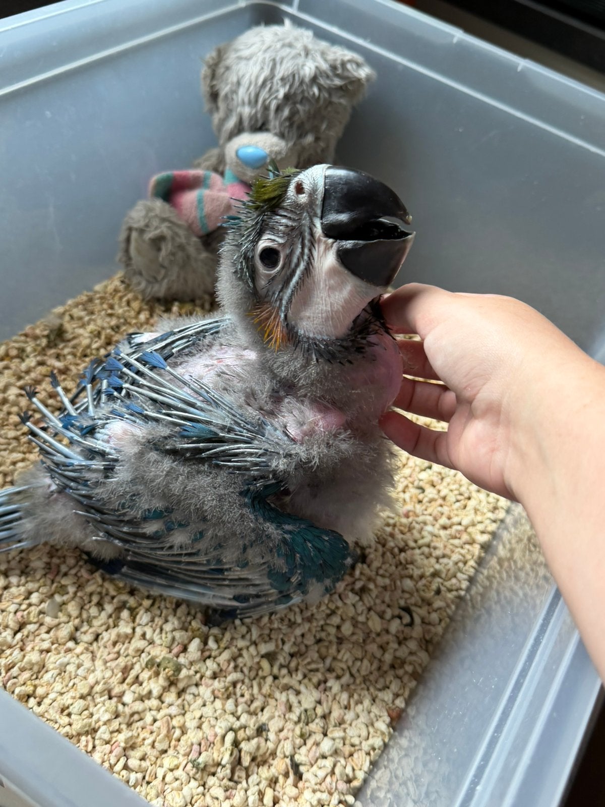 Jonge blauwgele ara | handtam + DNA, Papegaai, Pratend
